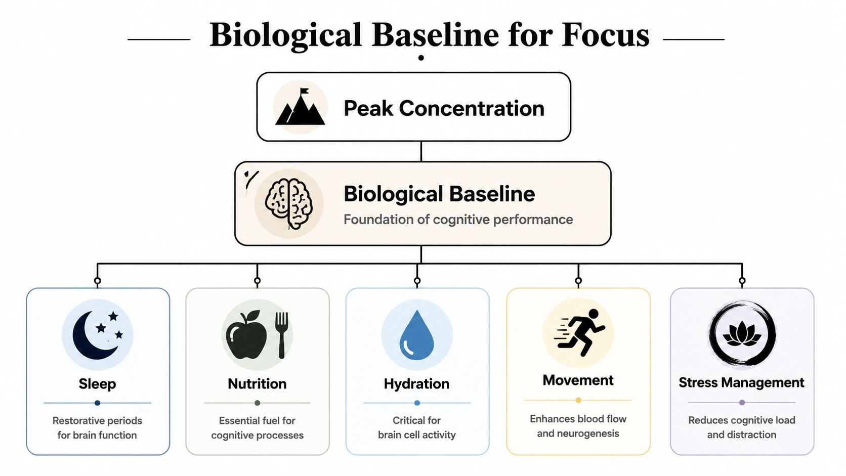 A diagram outlining the biological baseline for focus, including sleep, nutrition, hydration, movement, and stress management.